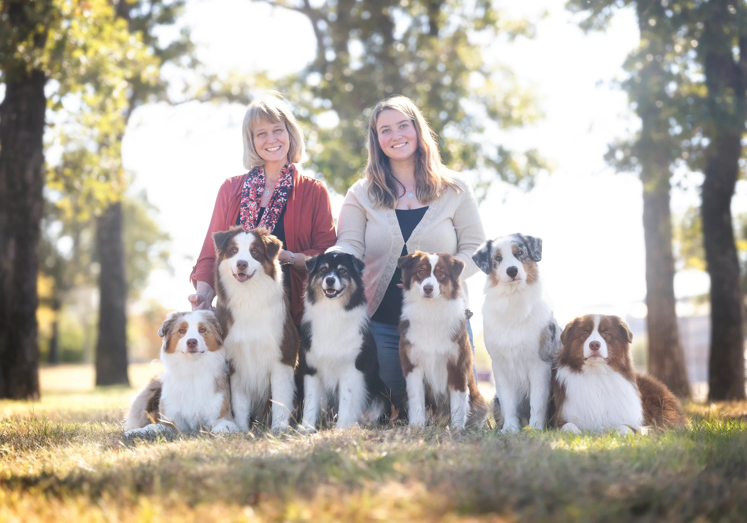 australian shepherd puppies for sale