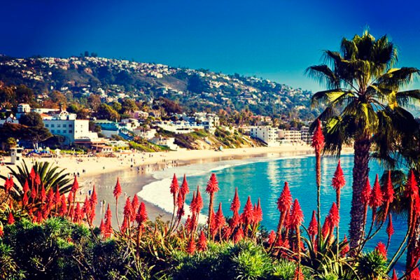 Laguna beach flowers