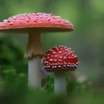 cottagecore mushroom
