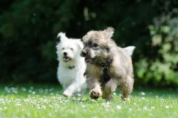 non-electric dog fences