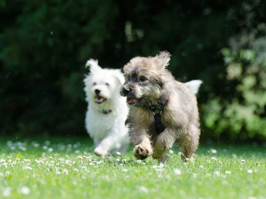 non-electric dog fences