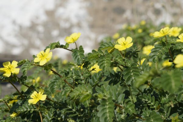 tribulus terrestris