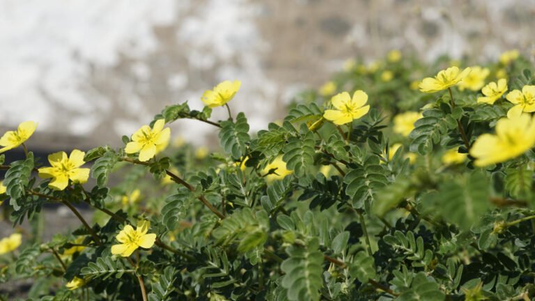 tribulus terrestris