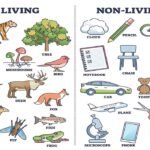 Living and non living things worksheets