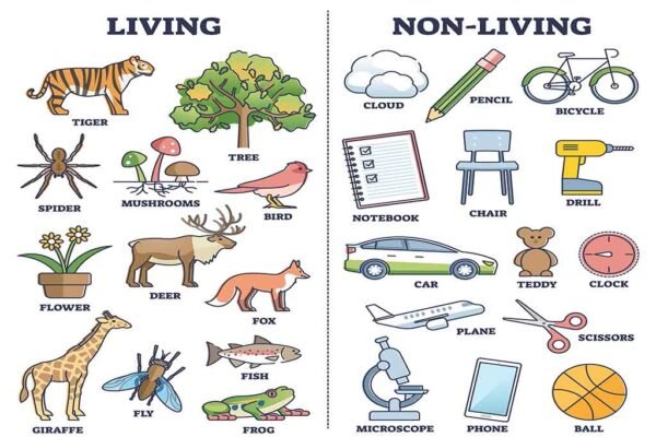 Living and non living things worksheets