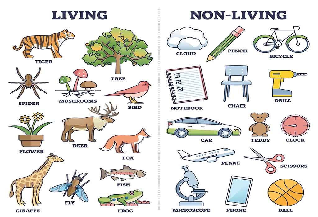 Living and non living things worksheets